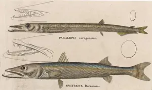 Barracuda Prints: BARRACUDA / 1860