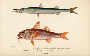 Dorbigny Prints: Barracuda, Sphyraena sphyraena, and red mullet