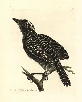 Shrike Prints: Barred antshrike, Thamnophilus doliatus