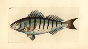 Nobilis Collection: Barred grunt, Conodon nobilis