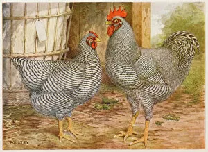 Plymouth Collection: Barred Plymouth Rocks