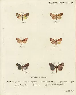 Johann Gallery: Barred sallow and clay moth