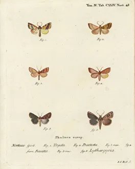 Phalaena Prints: Barred sallow and clay moth