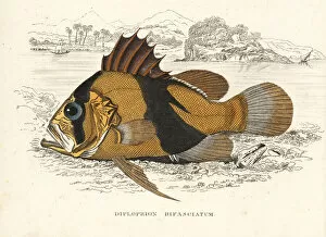 Naturhistorischer Gallery: Barred soapfish, Diploprion bifasciatum