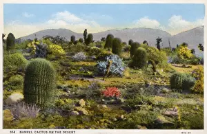 Cacti Prints: Barrel cactus on the desert - Arizona, USA