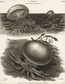 Line Engraving Prints: Barrel jellyfish and Catablema vesicarium