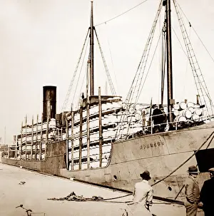 Herring Prints: Barrels of fish being exported, Great Yarmouth, early 1900s