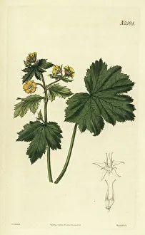 Weddell Prints: Barren strawberry, Waldsteinia geoides