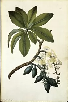Anacardiaceae Gallery: Barringtonia calyptrata, mango pine tree