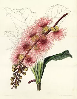 Stroobant Collection: Barringtonia macrocarpa