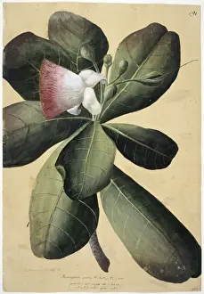 Forster Prints: Barringtonia speciosa, barringtonia tree