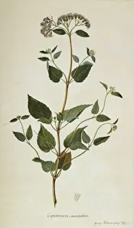 Barrosoa apiculata