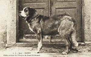 St Bernard Rescuing