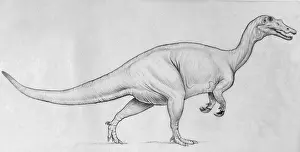 Carnosauria Prints: Baryonyx
