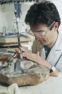 Palaeontological Prints: Baryonyx laboratory work, 1983