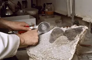 Baryonyx laboratory work, 1983