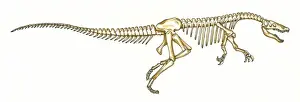 Bipedal Prints: Baryonyx skeleton