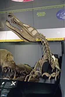 Carnosauria Prints: Baryonyx walkeri