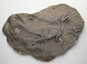 Baryonyx walkeri