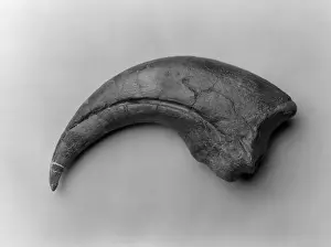 Baryonyx walkeri