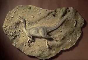 Baryonyx walkeri