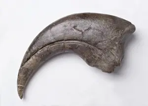Baryonyx walkeri