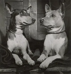 Two Basenji dogs Date: 1950s