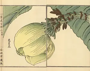 Gardenflower Prints: Bashou or Japanese banana plant, Musa basjoo