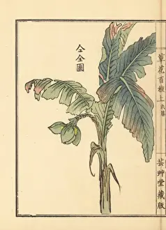 Gardenflower Prints: Bashou or Japanese banana tree, Musa basjoo
