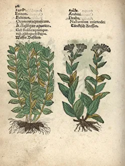 Cress Collection: Basil, Ocimum basilicum, and whitetop or hoary