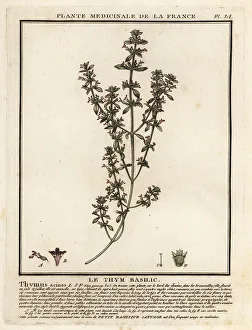 Plante Medicinale De La France Prints: Basil thyme, Clinopodium acinos