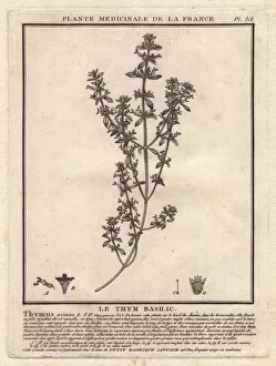 Basil thyme or wild basil, Acinos arvensis