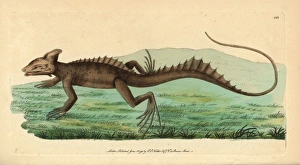 Basilisk, Basiliscus basiliscus Basilisk, Basiliscus basiliscus