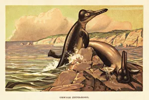 Paleontology Prints: Basilosaurus cetoides, prehistoric whale