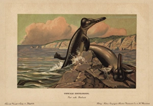 Eocene Gallery: Basilosaurus (Zeuglodon), extinct genus of