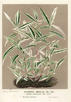 Variegatum Prints: Basket grass, Oplismenus hirtellus