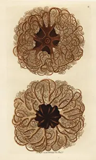 Naturalien Cabinet Prints: Basket sea star, Gorgonocephalus eucnemis