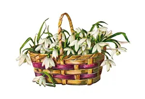 Snowdrop Prints: Basket of snowdrops on a Victorian scrap