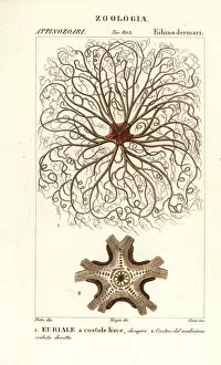 Basket star or gorgon's head, Astrocladus euryale
