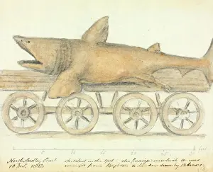 Basking shark