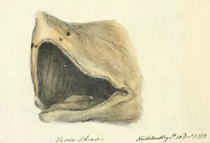 Elasmobranch Collection: Basking shark
