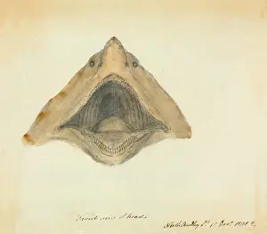 Basking shark