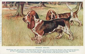 Basset Hound