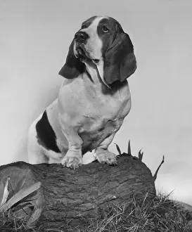 Basset hound on a log