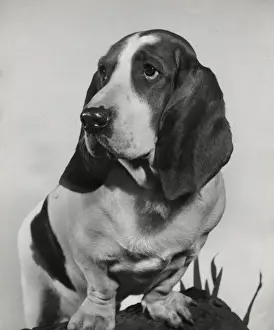 Basset Prints: Basset hound on a log