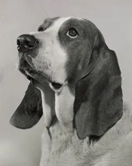 Basset hound looking up Date: 1950s