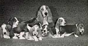 Pups Prints: Basset hound mother with seven puppies Date: 1950s
