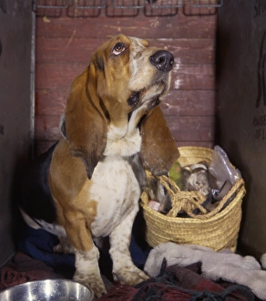Images Dated 27th January 2017: Basset hound with shopping basket