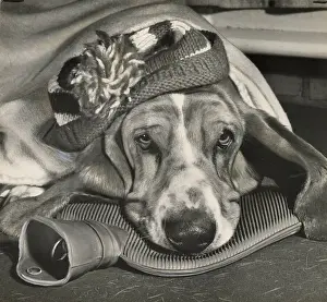 Woolly Prints: Basset hound with woolly hat and hot water bottle Date: 1950s