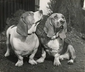 Basset Prints: Two Basset hounds Date: 1950s